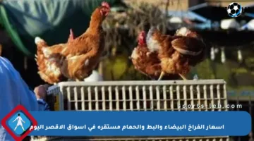 أسعار الفراخ البيضاء والبط والحمام مستقرة في أسواق الأقصر اليوم